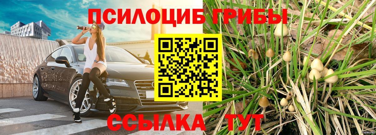 Псилоцибиновые грибы Psilocybe Воркута